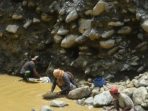 Aktivitas penambangan emas ilegal di Kampung Wasirawi, Distrik Masni, Kabupaten Manokwari, Papua Barat.