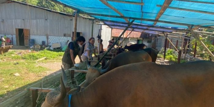 Pemprov Papua Pastikan Tidak Ada Kasus PMK Hewan Berkaki Empat
