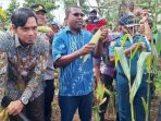 Hadiri Panen Raya Jagung di Biak Timur, Bupati Tegaskan Ketahanan Pangan Harus Diwujudkan