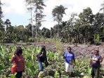 Papua dan Papua Barat Jadi Sasaran Ekstensifikasi Lahan Tingkatkan Produksi Jagung di Indonesia