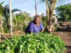 Kelompok Tani Otauw Mokho Kampung Sereh Siapkan Sayuran Segar Dukung KAMAN-VI