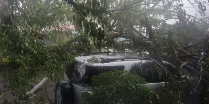 Angin Kencang Landa Timika, Tiga Mobil dan Seorang Warga Tertimpa Pohon Roboh