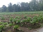 Cerita Suradi, Petani SP 4 Timika Tentang Ambruknya Harga Sayuran Saat Musim Panen, Terong Hingga Rp 1.000 Perkilo