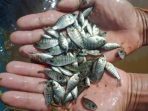 Terobosan Kreatif, Kurangi Kriminalitas, Kapolsek Sentani Kota Serahkan 5.000 Bibit Ikan Air Tawar ke Kelompok Binaan Hawe