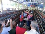 Surplus, 10 Pengusaha Ayam Petelur OAP di Biak Numfor Kirim Telur ke Tiga Kabupaten Tetangga