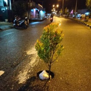 Bahayakan Pengendara, Warga Tanami Lubang di Jalan Ahmad Yani dengan Pohon
