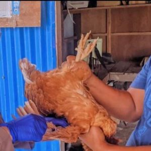Putus Mata Rantai Penyebaran Penyakit Hewan, Kantor Karantina Ambil Sampel Darah di Peternakan Ayam Petelur di Timika