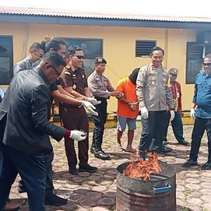 Polres Mimika Musnahkan Ganja Seberat 241,2 Gram Milik Tersangka MKSS