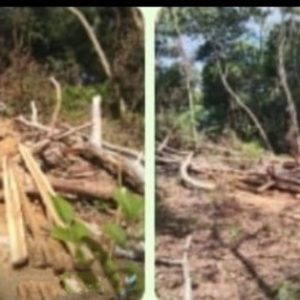 Atas perintah Kepala Desa, Berkedok Rambah Hutan, Oknum Warga Rappa Bone Sulsel Lakukan Ilegal Logging
