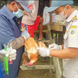 Cegah Avian Influenza, Karantina Timika Lakukan Pemantauan Daerah Persebaran HPHK