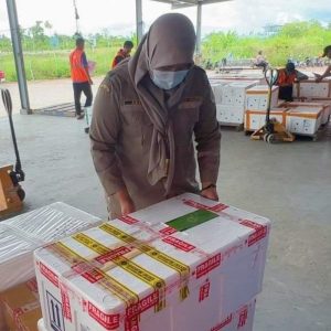 Herbal Berkhasiat, Bibit Sarang Semut Papua asal Timika Dikembangbiakkan di Tangerang