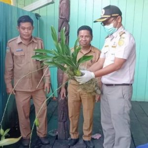 Ramaikan Penas, Pemda Asmat Boyong Anggrek Khas ke Padang