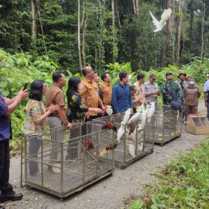 Burung Asli Endemik Papua Pulang Kampung Dilepas BBKSDA Papua Bersama PTFI di Hutan Kuala Kencana