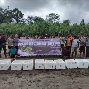 Peringati Hari Lingkungan Hidup Sedunia, BBKSDA Papua Didukung Freeport Lepas Liar 4.279 Satwa Dilindungi ke Habitat Alami
