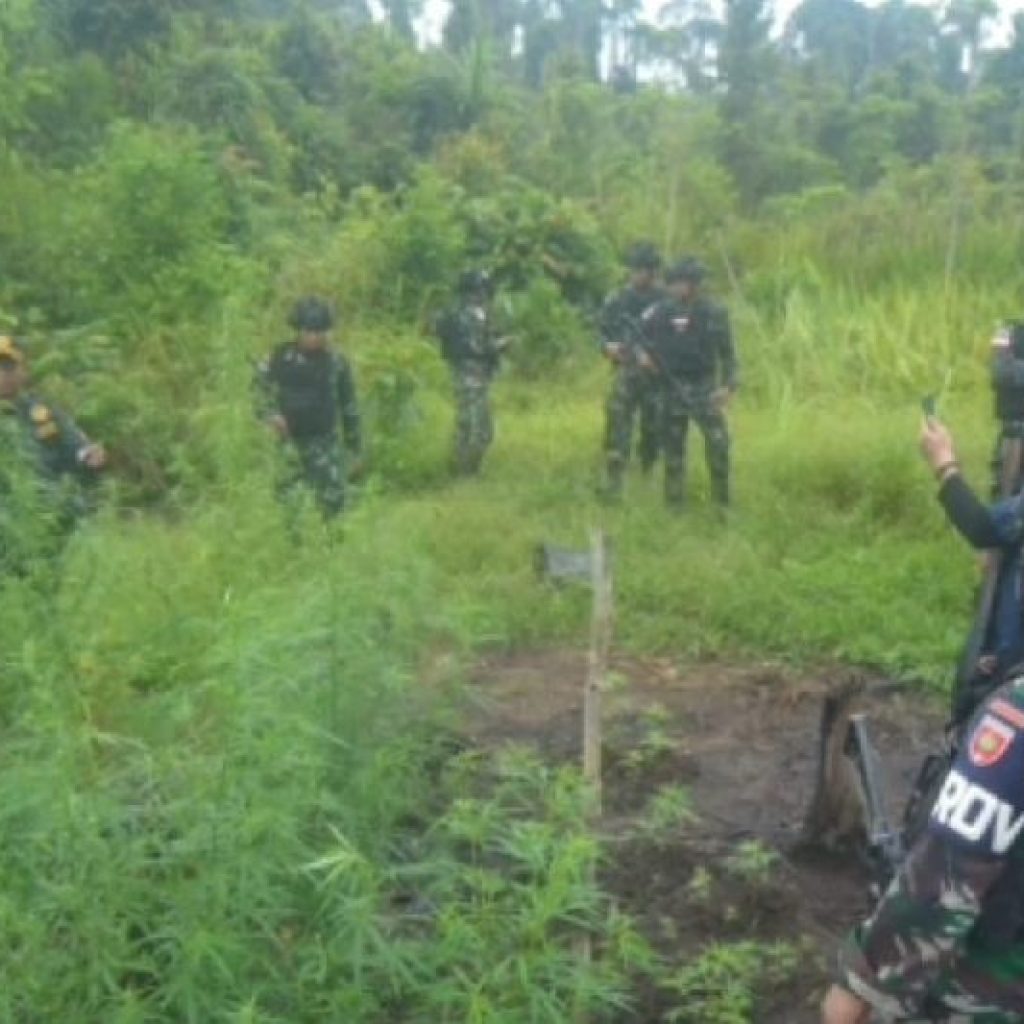 Satgas Pamtas Yonif 725 Temukan Ladang Ganja di Papua Selatan
