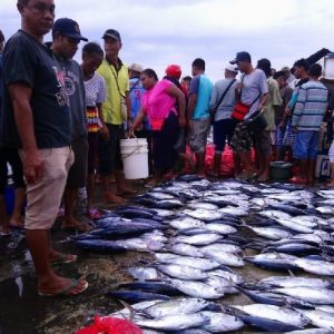 Pelabuhan Amamapare Mimika Catat Rekor Tertinggi, BPS: Jepang Negara Tujuan Ekspor Terbesar Papua pada Mei 2023