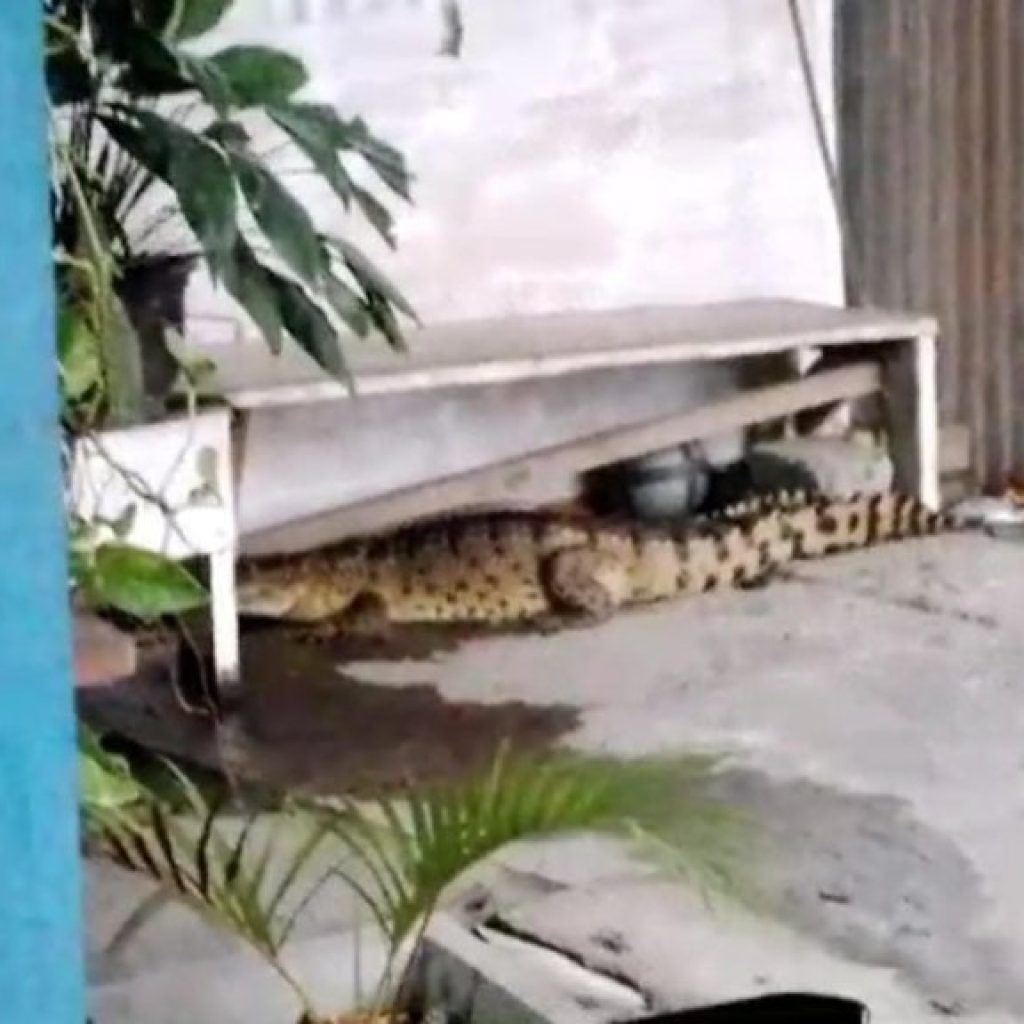 Geger, Seekor Buaya Misterius Berukuran Besar Masuk Rumah Warga Lorong Sejati Timika Papua