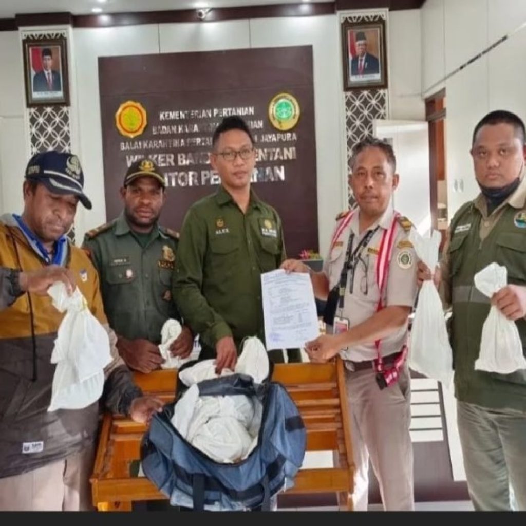 Dikemas Dalam Tas Pakaian, 71 Reptil Endemik Nyaris “Diterbangkan” Keluar Papua