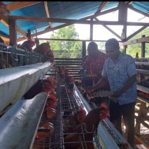 Panen Telur di Peternak Lokal Papua, Pemda Biak Numfor Komitmen Genjot Peternak OAP