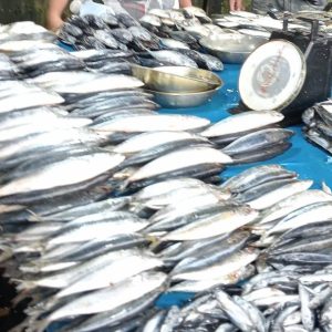 Disesalkan, Ada Oknum Karyawan Pemilik Kapal di Pomako Enggan Membayar Pajak, Sengaja Transaksi di Laut