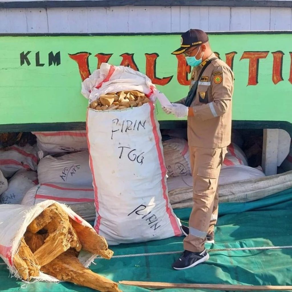 Karantina Pertanian Timika Periksa 31 Ton Kayu Gaharu asal Asmat yang  Dikapalkan ke Probolinggo