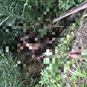 Mayat Wanita Tanpa Identitas Ditemukan di Jalan Muara Gorong-gorong Timika