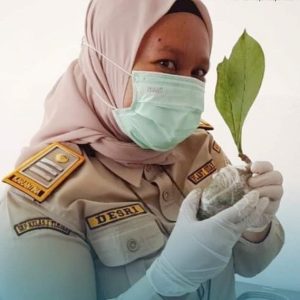 Tanaman Herbal Andalan Papua, 50 Bibit Sarang Semut asal Timika Dikirim ke Jakarta