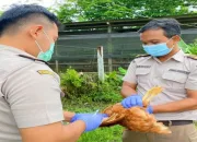 Antisipasi ‘Avian Influenza’ Masuk Timika, Karantina Pertanian Rutin Lakukan Pengambilan Sampel Darah Ayam