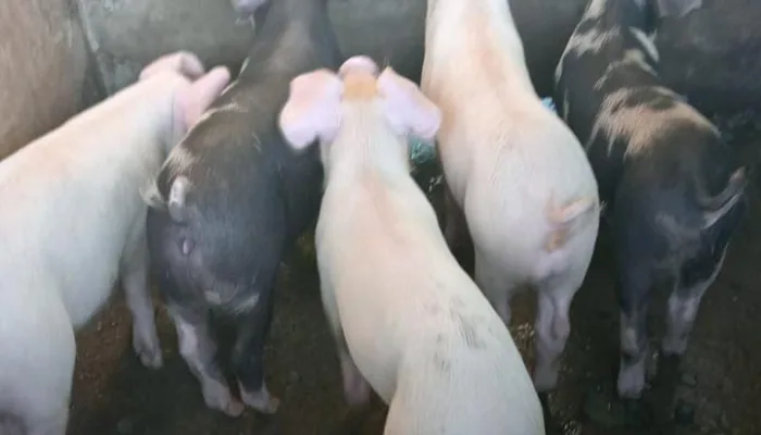 Harga Babi Timika Makin Murah, Harga Pakan Melambung Tajam, Banyak Peternak Mulai “Gulung Tikar”