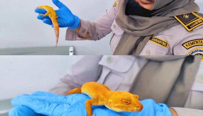 Dua Ekor Gecko, Reptil Eksotis Diterbangkan ke Makassar, Karantina Pertanian Timika Nyatakan Bebas HPHK