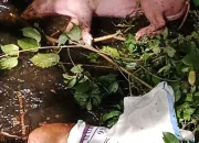 Virus ASF Melanda Hingga ke Kampung-kampung di Mimika, Warga SP 6 Kaget Ada Bangkai Babi di Sungai
