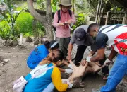 Banyak Ternak Babi Milik Warga di Jayapura yang Mati