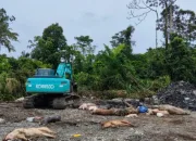 3.278 Ekor Mati karena Virus ASF, Larangan Pengiriman Daging Babi asal Mimika Mulai Diberlakukan di Wilayah Papua