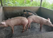 Sudah 6.000 Ekor Ternak Babi di Timika yang Mati Terserang Wabah Virus ASF