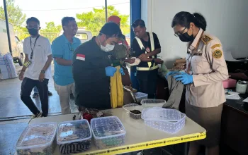 Ratusan Ekor Kadal Soa Payung dan Biawak Cokelat Nyaris Diselundupkan Melalui Bandar Udara Mopah Merauke