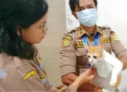 Karantina Papua Tengah Periksa Kucing Legi yang Dikirim dari Timika ke Jakarta
