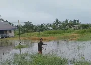 Terendam Banjir, Lahan Pertanian di Merauke Terancam Gagal Panen