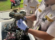 Antisipasi Wabah Virus WSSV, 275 Ekor Kepiting Bakau Merauke Diperiksa Sebelum Dikirim ke Subang