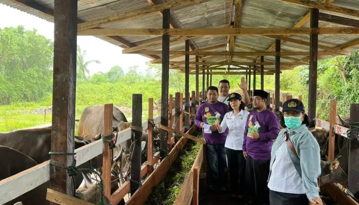 Disnakkeswan Mimika Pastikan Kesehatan 200 Ekor Sapi dan 260 Ekor Kambing untuk Idul Adha 1445 H