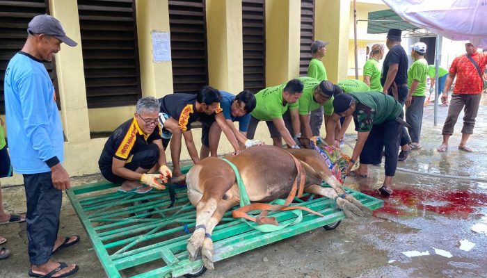 MUI : 13 Masjid di Mimika Gunakan Alat Penyembelih Hewan Kurban yang Ihsan dan Berstandar, Apresiasi untuk Dinas Peternakan