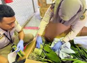 Bibit Anggrek Bulan Asal Denpasar Masuk Timika, 50 Batang Tanaman Hias Leamibilis SP Dikirim ke Jawa Barat