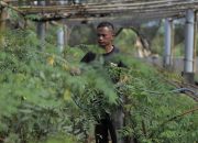 Ubah 1,7 Juta Hektar Lahan Kritis Jadi Hijau dan Produktif, PLN Kembangkan Ekosistem Biomassa Berbasis Pertanian Terpadu