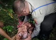 Ditemukan Bayi Perempuan Masih Tersambung Tali Pusar dan Ari-ari di Jalan Cemara Timika