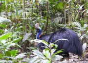 BBKSDA Papua Lepas Tiga Kasuari Selatan di Hutan Tinaruma Mimika