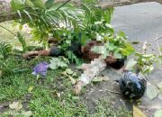 Seorang Wanita Pengendara Sepeda Motor Meninggal Dunia Tertimpa Pohon Tumbang di Sentani Timur