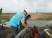 Dukung Transformasi Pertanian Modern, Electrifying Agriculture PLN Raih 53.539 Pelanggan Baru di Tahun 2024
