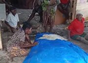 Disaksikan Anak Kandung, Seorang Wanita Tewas Diserang Buaya di Distrik Amar
