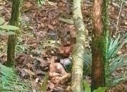 7 Orang Tewas dan 46 Selamat dalam Penyerangan KKB di Yahukimo, Berikut Daftar Namanya