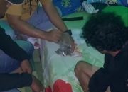 Polres Mimika Tangkap Pengedar Ganja di Jalan WR Supratman, Amankan Puluhan Paket Siap Edar