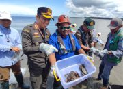 Populasi Terancam Habis, Karantina Perikanan Papua Tengah Catat Ribuan Kepiting Mimika Diekspor ke Malaysia
